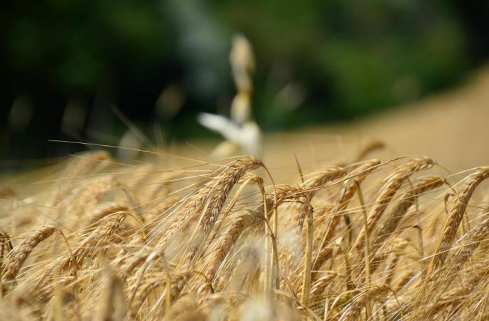 trauerfall-id-1.jpg trauerfall-id-1.jpg