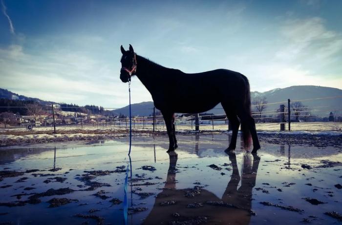 trauerfall-id-4.jpg trauerfall-id-4.jpg